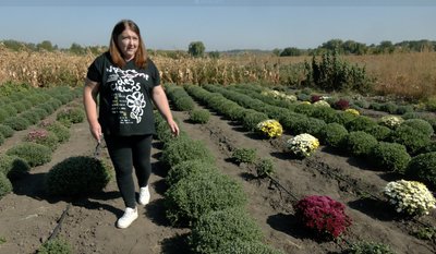 Замість картоплі — квіткове поле: жителька села на Черкащині засадила город хризантемами Замість картоплі — квіткове поле: жителька села на Черкащині засадила город хризантемами