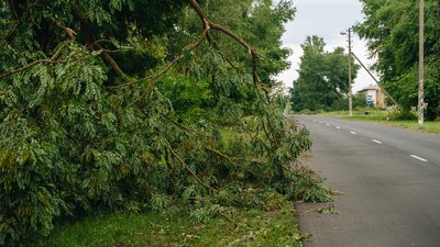 Як уникнути відключення світла через аварійні дерева біля електропередач на Чернігівщині Як уникнути відключення світла через аварійні дерева біля електропередач на Чернігівщині