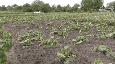 Побило городину, поламало дерева: наслідки негоди 10 червня на Черкащині Побило городину, поламало дерева: наслідки негоди 10 червня на Черкащині