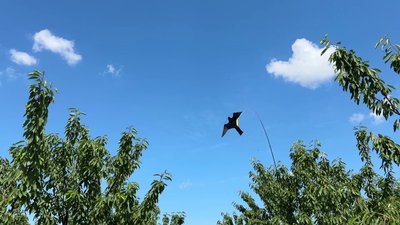 На Кіровоградщині втратили 30% черешні: чому та як вберегти сад