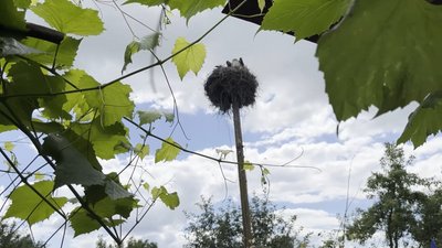 "Поставила все на дітей – і не шкодую": жителька Гнідинців, що на Чернігівщині отримала звання "Мати-героїня" "Поставила все на дітей – і не шкодую": жителька Гнідинців, що на Чернігівщині отримала звання "Мати-героїня"