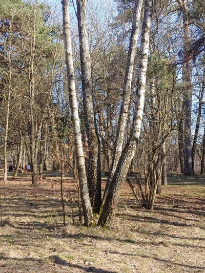 Збір березового соку на Житомирщині: що дозволено і за що штрафують Збір березового соку на Житомирщині: що дозволено і за що штрафують