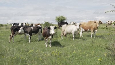 Депутати пасуть корів: як на Вінниччині зберігають давню традицію череди Депутати пасуть корів: як на Вінниччині зберігають давню традицію череди