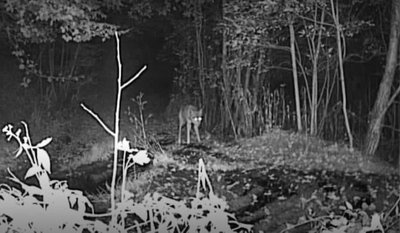 На кордоні зі Словаччиною фотопастка зафіксувала зубра На кордоні зі Словаччиною фотопастка зафіксувала зубра