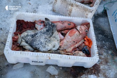 Свіжий улов риби. Нуук, Гренландія, 27 січня 2026 року Свіжий улов риби. Нуук, Гренландія, 27 січня 2026 року