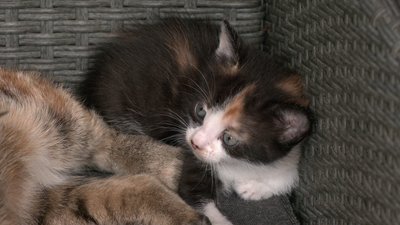 Вижив у пожежі, а нині доглядає за кішкою та кошенятами під час реабілітації на Рівненщині Вижив у пожежі, а нині доглядає за кішкою та кошенятами під час реабілітації на Рівненщині