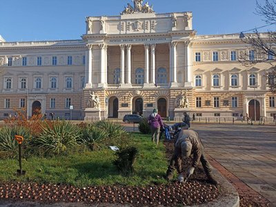 Тюльпани посадили на клумбі біля університету Тюльпани посадили на клумбі біля університету