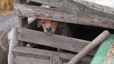 "Не забирають навіть лабрадора та вівчарок": 1000 собак і котів у притулку на Дніпропетровщині шукають нові домівки "Не забирають навіть лабрадора та вівчарок": 1000 собак і котів у притулку на Дніпропетровщині шукають нові домівки