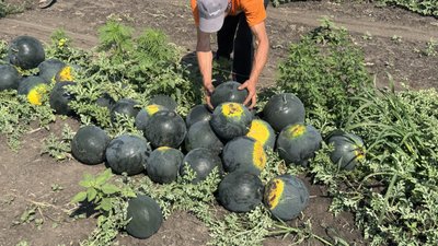До 30 тонн з гектара: на Кіровоградщині збирають ультраранні кавуни До 30 тонн з гектара: на Кіровоградщині збирають ультраранні кавуни