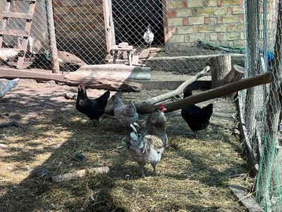 "Це було щось незвичайне": черкащанка вирощує курей, які несуть кольорові яйця "Це було щось незвичайне": черкащанка вирощує курей, які несуть кольорові яйця