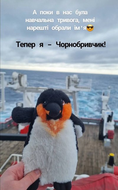 "Чорнобривчик": житомирянка перемогла у конкурсі на краще ім'я для талісмана антарктичної експедиції "Чорнобривчик": житомирянка перемогла у конкурсі на краще ім'я для талісмана антарктичної експедиції