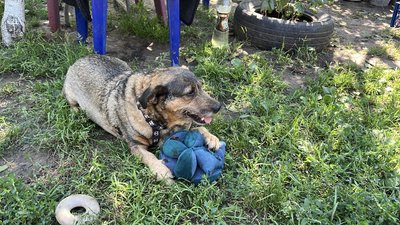 історія жінки, яка створила притулок історія жінки, яка створила притулок