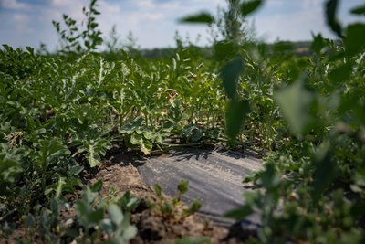 "Кавуни не витримують температури": як аномальна спека вплинула на врожай Дніпропетровщини "Кавуни не витримують температури": як аномальна спека вплинула на врожай Дніпропетровщини