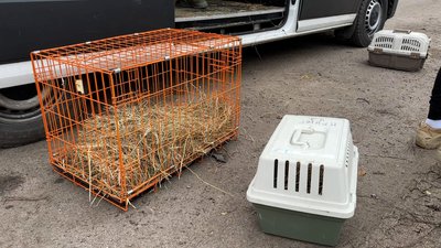волонтери гуманітарного руху UAnimals евакуація тварин Донецька область 25 листопада 2024 рік волонтери гуманітарного руху UAnimals евакуація тварин Донецька область 25 листопада 2024 рік