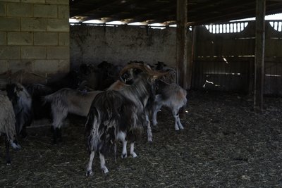 "З горла стирчала трахея": в якому стані врятовані страуси після атаки РФ КАБами по Новопавлівці "З горла стирчала трахея": в якому стані врятовані страуси після атаки РФ КАБами по Новопавлівці
