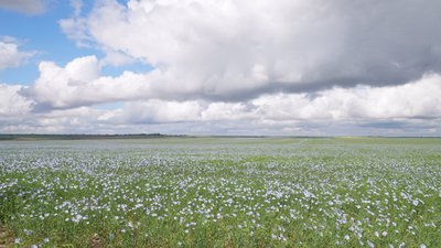 Аграрії Херсонщини збільшують посівні площі під льон Аграрії Херсонщини збільшують посівні площі під льон