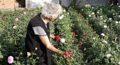 Поле жоржин на городі: як 82-річна буковинка Ольга Грекул вирощує понад сотню сортів квітів Поле жоржин на городі: як 82-річна буковинка Ольга Грекул вирощує понад сотню сортів квітів