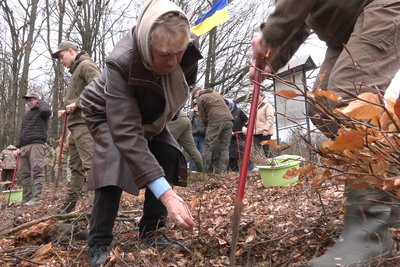 Мати загиблого на фронті лісівника буковинка Зоя Сторонська висаджує дерево на його честь Мати загиблого на фронті лісівника буковинка Зоя Сторонська висаджує дерево на його честь