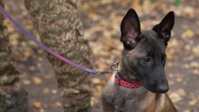 Собака на службі: у кінологічному підрозділі Нацгвардії у Чернігові з`явилися нові цуценят Собака на службі: у кінологічному підрозділі Нацгвардії у Чернігові з`явилися нові цуценят