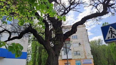 "Немає що лікувати": у Кропивницькому планують спиляти 65 акацій "Немає що лікувати": у Кропивницькому планують спиляти 65 акацій