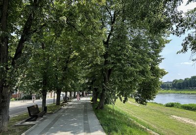 В Ужгороді цвітуть липи: міфи та цікаві факти про липову алею у місті В Ужгороді цвітуть липи: міфи та цікаві факти про липову алею у місті