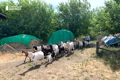 Лілія Москаленко пропрацювала все життя на “Азовсталі” в Маріуполі, а тепер розводить кіз у черкаському селі