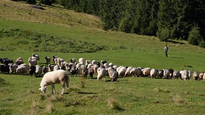 Полонина, Карпати, вівці, хлопчик Полонина, Карпати, вівці, хлопчик