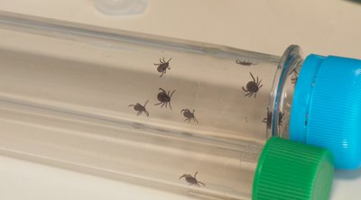 Весняний пік активності кліщів: як у природних зонах Рівного виявляють паразитів Весняний пік активності кліщів: як у природних зонах Рівного виявляють паразитів