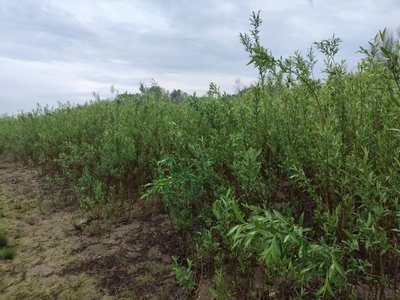 Наслідки підриву Каховської ГЕС: як змінився клімат та врожаї на Херсонщині Наслідки підриву Каховської ГЕС: як змінився клімат та врожаї на Херсонщині