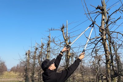 Фермер Микола Ілащук обрізає дерева у власному саді Фермер Микола Ілащук обрізає дерева у власному саді