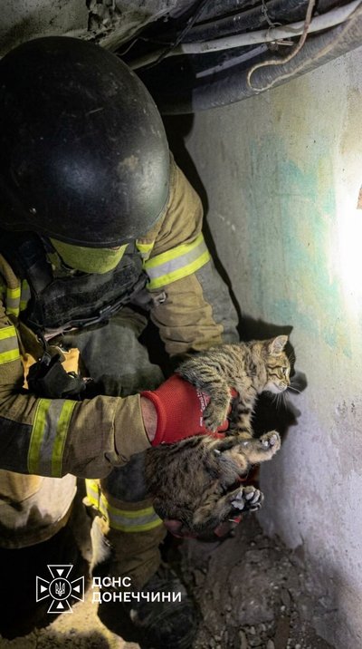 У Словʼянську на 5 день пошуків з під завалів 5-поверхівки врятували кота — ДСНС У Словʼянську на 5 день пошуків з під завалів 5-поверхівки врятували кота — ДСНС