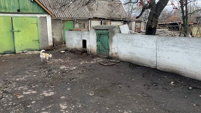 селище Удачне Покровський район собака Донецька область 18 грудня 2024 рік селище Удачне Покровський район собака Донецька область 18 грудня 2024 рік