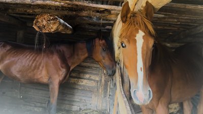 «Я теж страждаю разом з ними»: як переселенець з Донеччини сам утримує на Чернігівщині 100 кіз, 50 овець і 7 коней «Я теж страждаю разом з ними»: як переселенець з Донеччини сам утримує на Чернігівщині 100 кіз, 50 овець і 7 коней