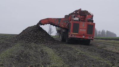 Врожайність — понад 600 центнерів із гектара: бурякові жнива на Вінниччині Врожайність — понад 600 центнерів із гектара: бурякові жнива на Вінниччині