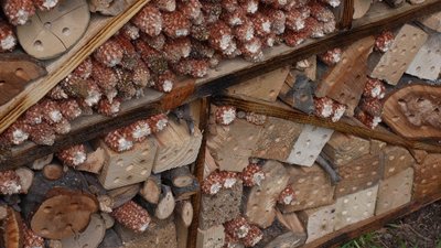 У Вінниці встановили будиночки для комах У Вінниці встановили будиночки для комах