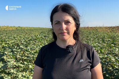 На Одещині вирощують український сорт бавовнику, насіння якого вивезли з окупованої Херсонщини На Одещині вирощують український сорт бавовнику, насіння якого вивезли з окупованої Херсонщини