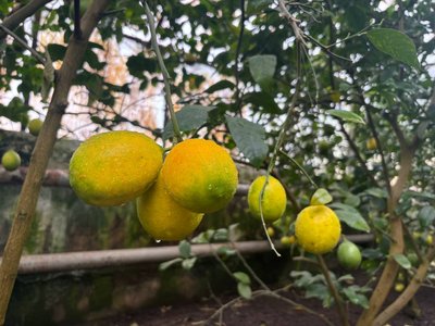 Схрещений з апельсином лимон: як у лісництві на Черкащині вирощують цитрусові Схрещений з апельсином лимон: як у лісництві на Черкащині вирощують цитрусові
