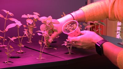 Практичні заняття: учні Черкаської школи вирощують базилік на уроках біології Практичні заняття: учні Черкаської школи вирощують базилік на уроках біології