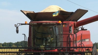 "Вона, бідолашка, жила за рахунок роси": яким цьогоріч буде урожай квасолі на Черкащині "Вона, бідолашка, жила за рахунок роси": яким цьогоріч буде урожай квасолі на Черкащині
