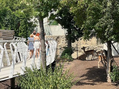 Варять узвар і дають морозиво: як у черкаському зоопарку тварин рятують від спеки Варять узвар і дають морозиво: як у черкаському зоопарку тварин рятують від спеки