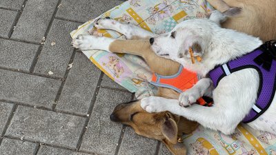 У Миколаєві на виставці-прилаштуванні тварин знайшли нові домівки У Миколаєві на виставці-прилаштуванні тварин знайшли нові домівки