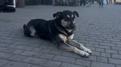 «Вони не мають, де притулитися». Жителі Павлограда заявили, що працівники КП вивели собак з укриття під час атаки «Вони не мають, де притулитися». Жителі Павлограда заявили, що працівники КП вивели собак з укриття під час атаки