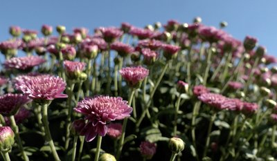 Замість картоплі — квіткове поле: жителька села на Черкащині засадила город хризантемами Замість картоплі — квіткове поле: жителька села на Черкащині засадила город хризантемами