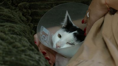"Боявся дотиків": для кота Кінга, який втратив око, шукають родину