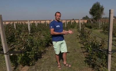 Під час пандемії переїхав у село та почав вирощувати малину: історія господаря з Волині Під час пандемії переїхав у село та почав вирощувати малину: історія господаря з Волині