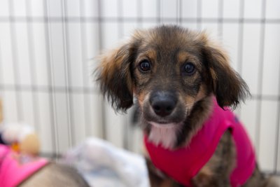 AdoptMe Days в Києві: більше 110 тварин знайшли родини за два дні