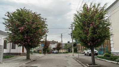 Як у Здолбунові розцвів глід. Фоторепортаж Як у Здолбунові розцвів глід. Фоторепортаж