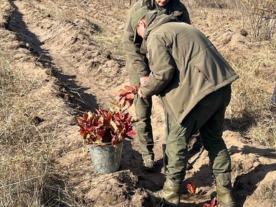 Відновлюють ліс після пожежі. На Дніпропетровщині висадили сіянці червоного дуба та сосни Відновлюють ліс після пожежі. На Дніпропетровщині висадили сіянці червоного дуба та сосни