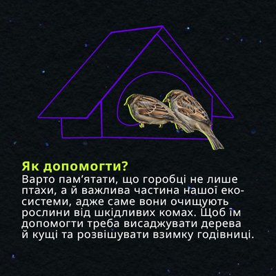 Куди зникають горобці і чому вони стали символом 2024 року? Куди зникають горобці і чому вони стали символом 2024 року?