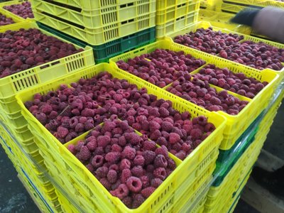 заготівля малини, малина заготівля малини, малина